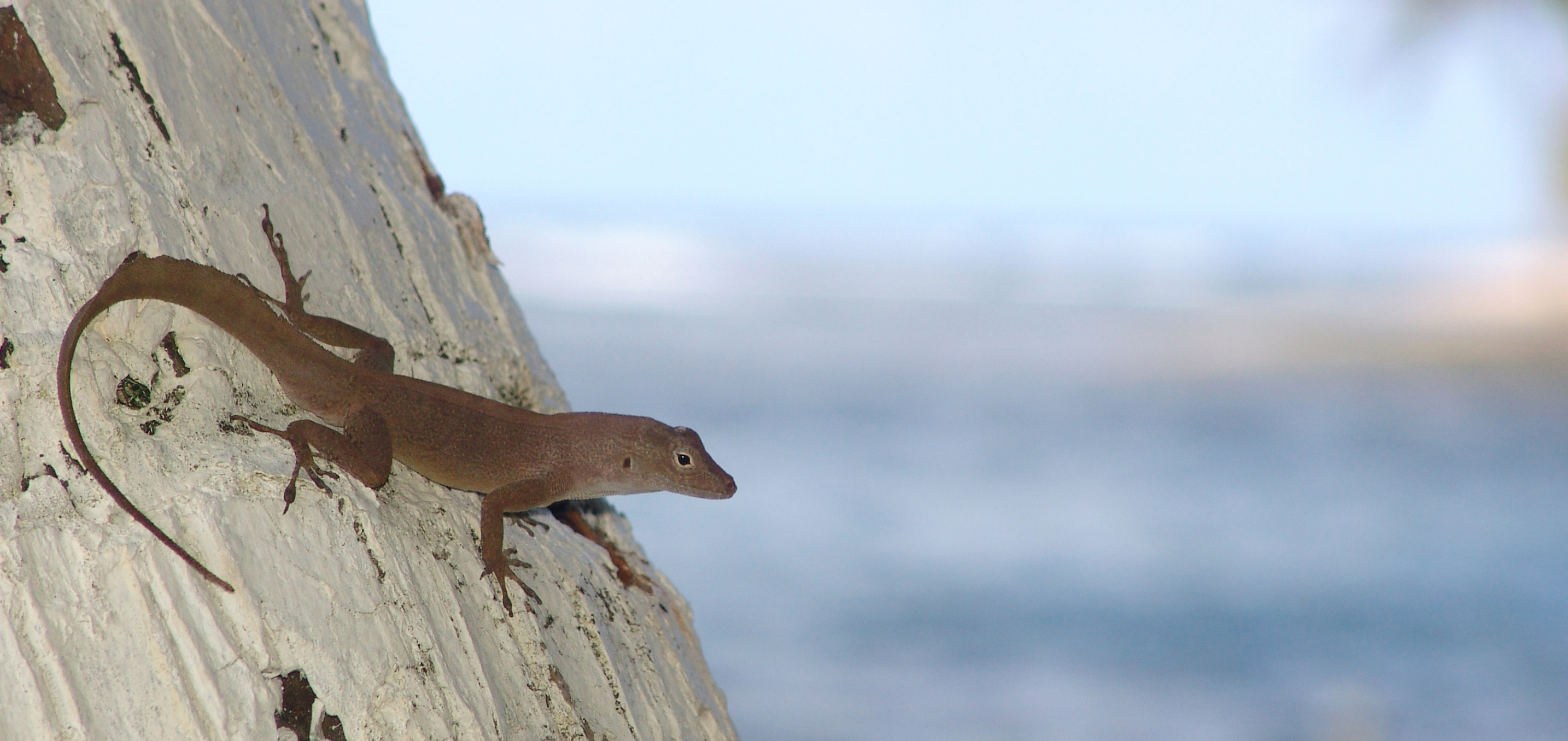 Anolis cristatellus crested anole Puerto Rico