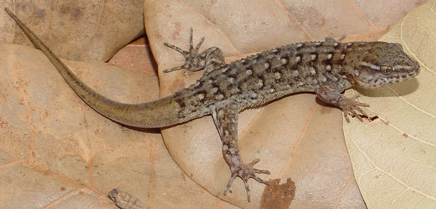 Gymnodactylus amarali Brazilian gecko Cerrado