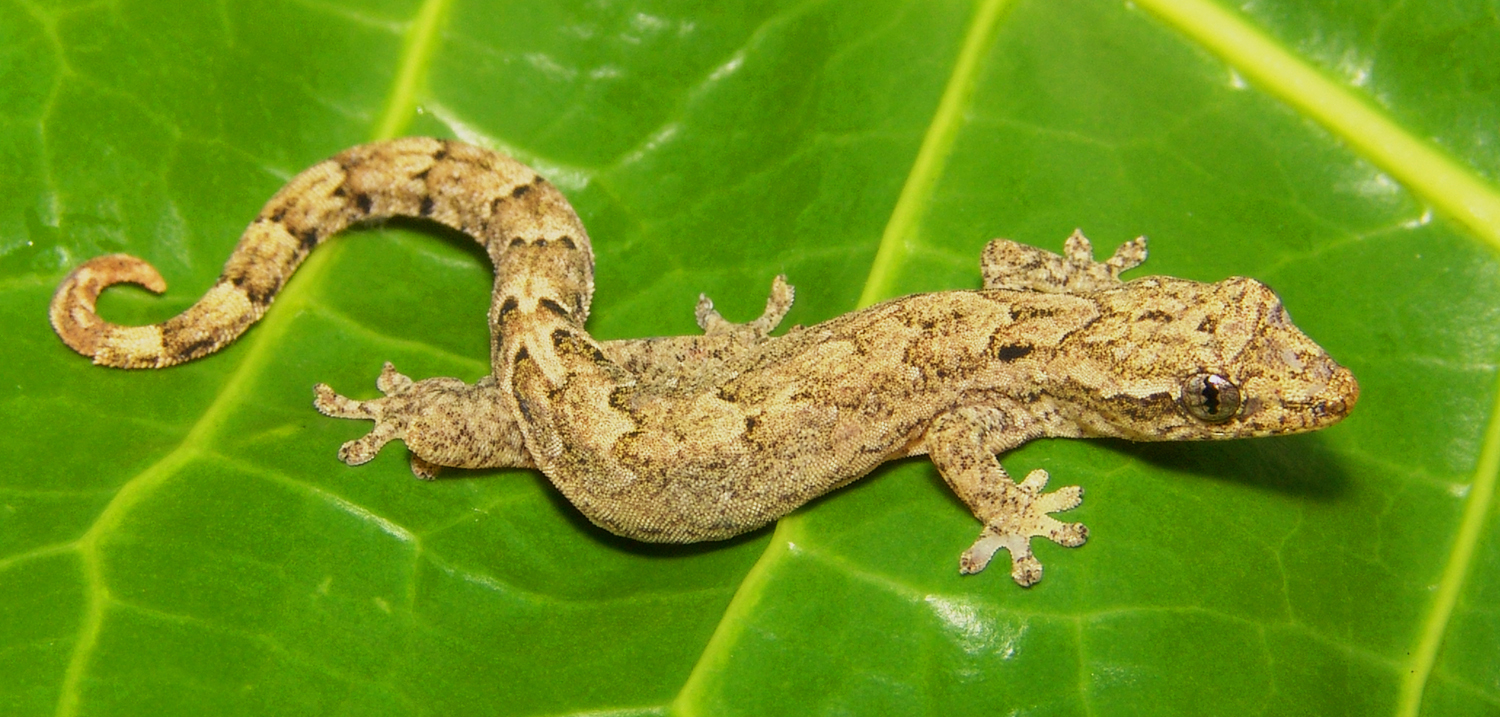 Lepidodactylus lugubris parthenogenetic gecko from Hawaii