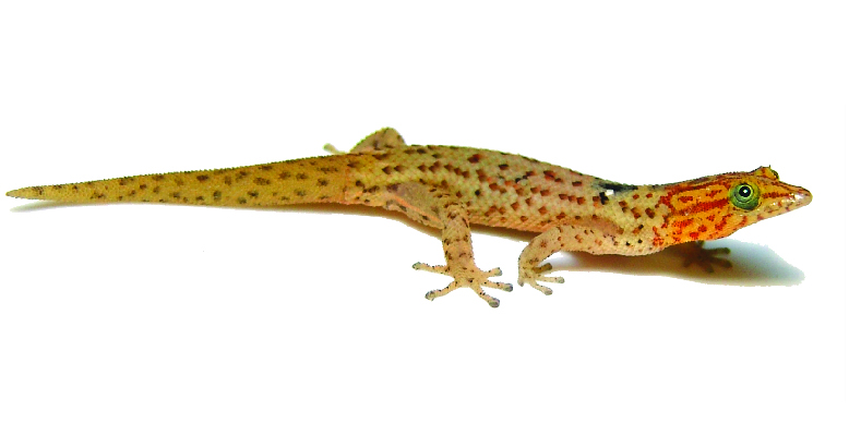 Sphaerodactylus macrolepis Puerto Rican dwarf gecko