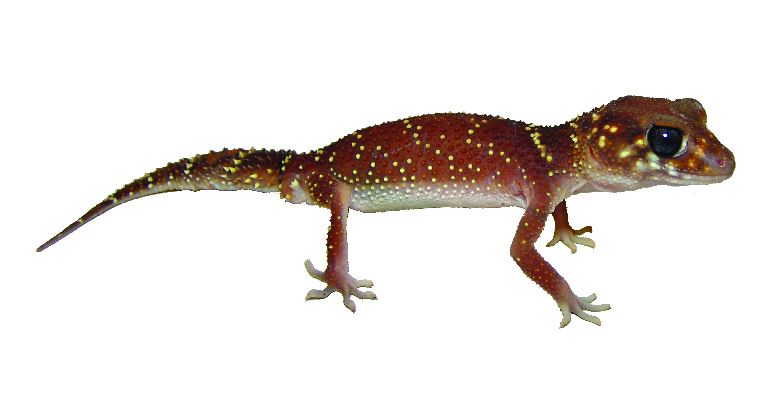 Underwoodisaurus milii thick-tailed gecko