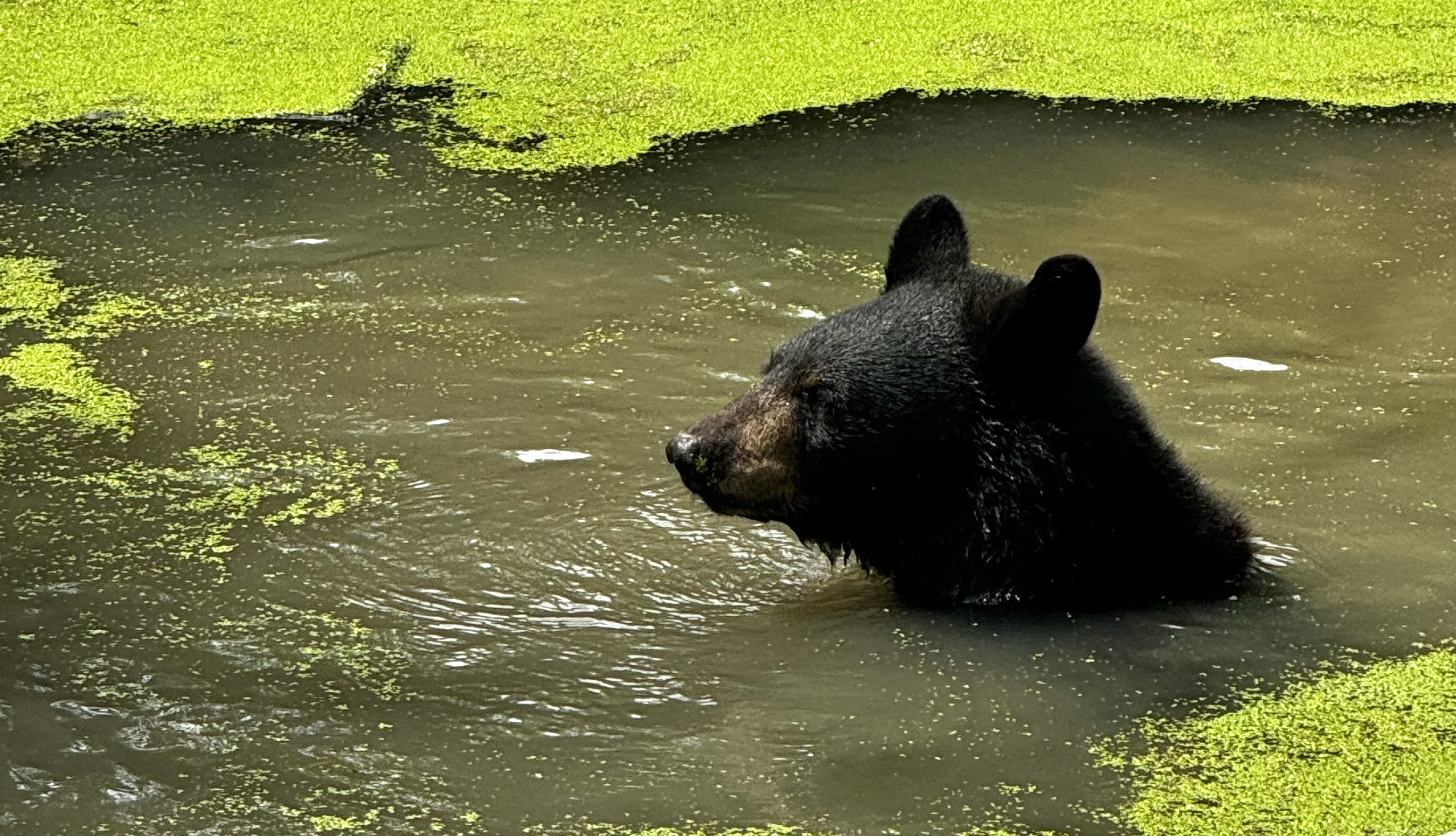 A black bear sticking its head out of the water. There is duckweed in the water.